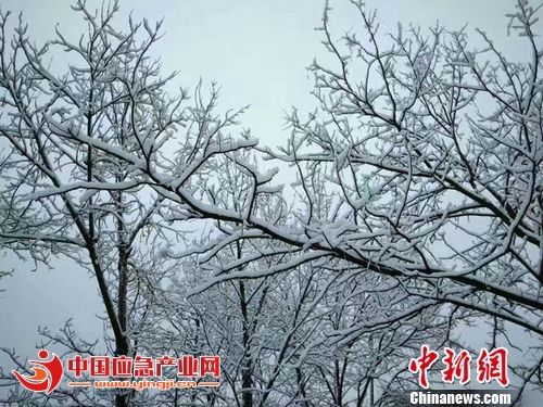 甘肃陇南市宕昌县城区银装素裹的树木。